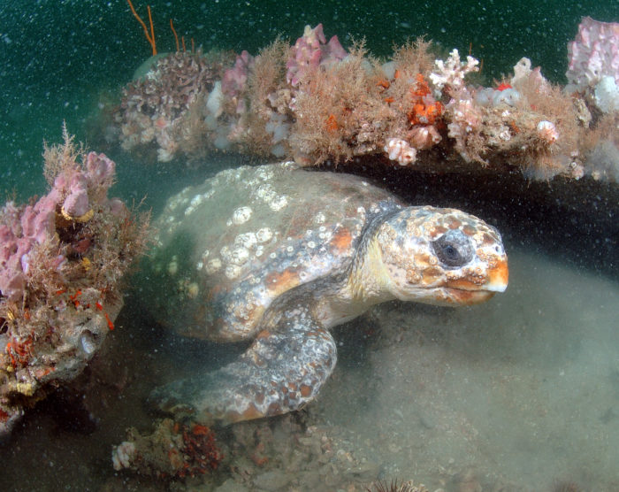 gray-s-reef-national-marine-sanctuary-foundation-annual-appeal_original_9ef41a387f07d49b7b1fab3372e788fb6e8c08e929d17176b711e5ace1cebc8a_social