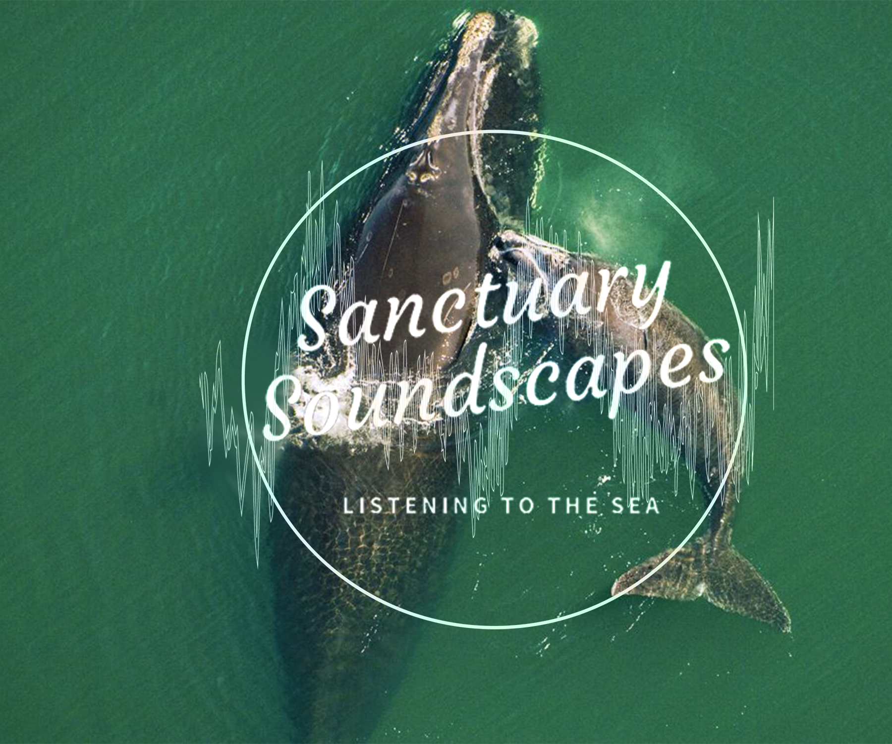sanctsound right whales logo v2