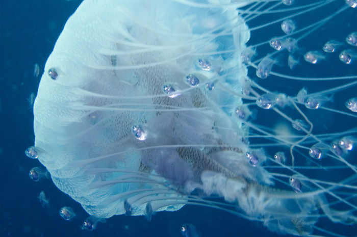 Jelly with fish 2 6-7-06