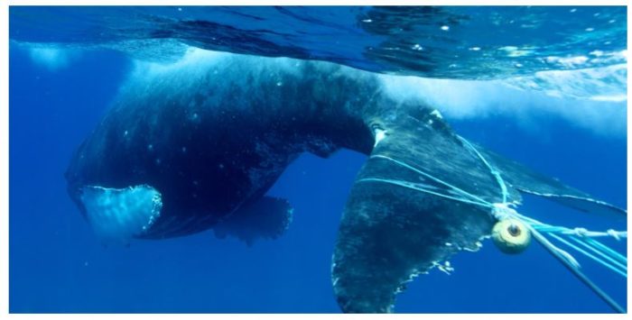 California could be held liable for whale entanglements