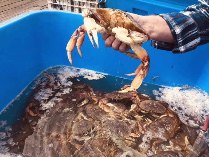 KAZU: Crab Season Cut Short to Protect Whales