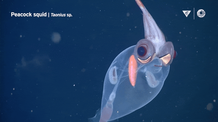 A Deep-Sea Montage Unveils the Fantastic, Bizarre Creatures Swimming in Monterey Bay