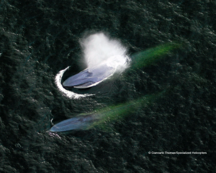 Blog: Finding Sanctuary - Program helps to protect blue whales By: Lisa Wooninck