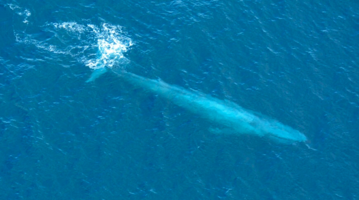 Lookout Santa Cruz - The U.S. Senate should approve the U.N. high seas treaty - we need this protection for our ocean by: Dan Haifley
