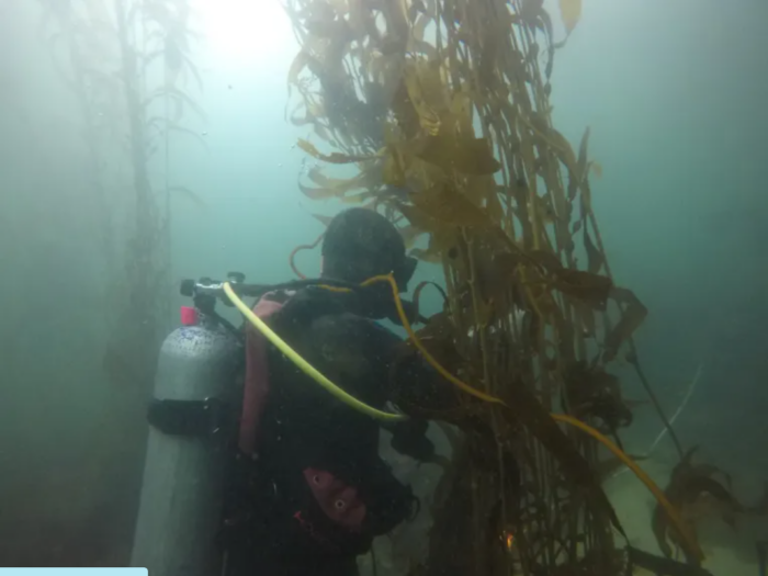 Blog: Finding Sanctuary - What's up with kelp forests in Monterey National Marine Sanctuary By: Lisa Wooninck