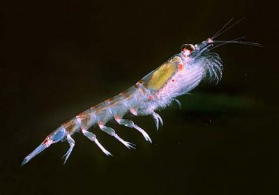 Krill Animal Organism
