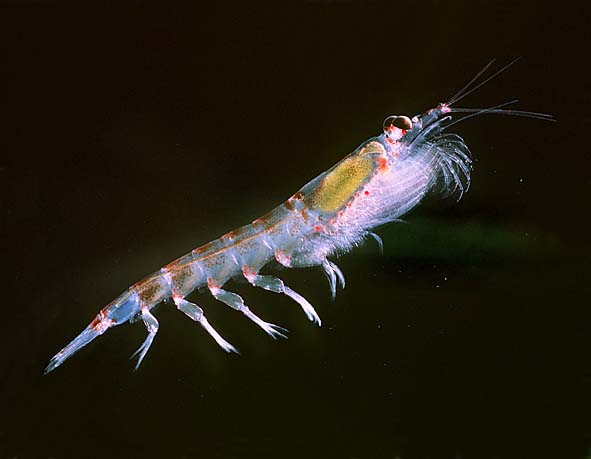 Krill Animal Organism