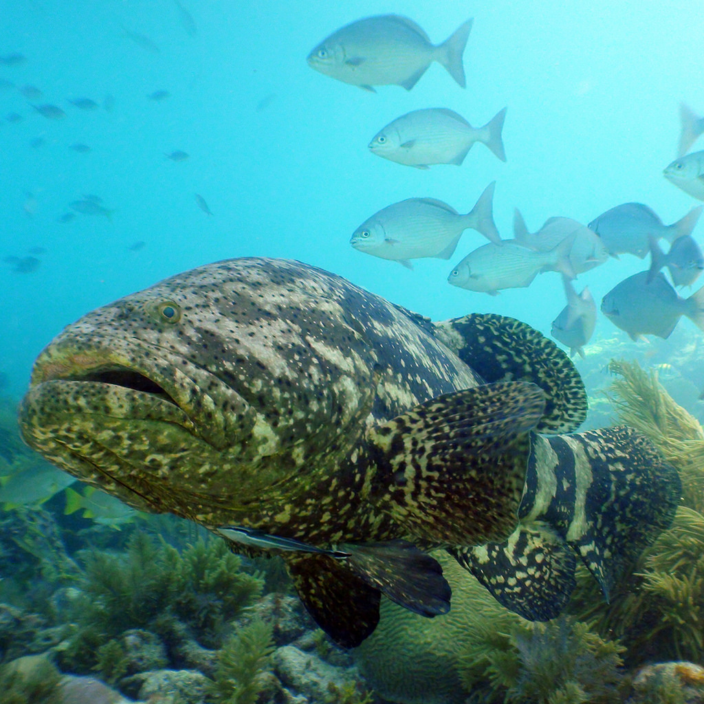 Goliath Grouper - Habitat, Diet, and Reproduction | NMSF