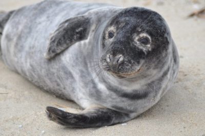 Gray-Seal
