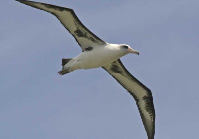 Laysan Albatross