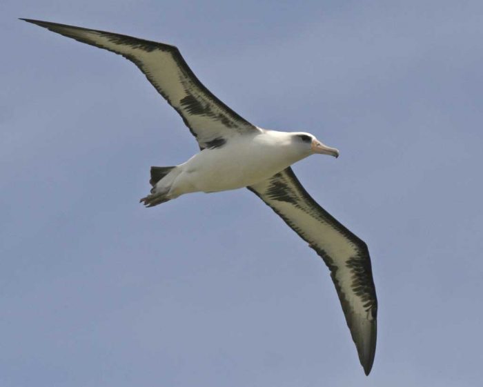 Laysan Albatross The Heavy Hawaiian Seabird Nmsf