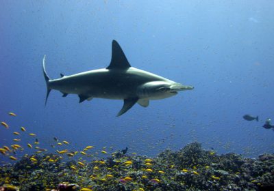 Scalloped-Hammerhead-Shark