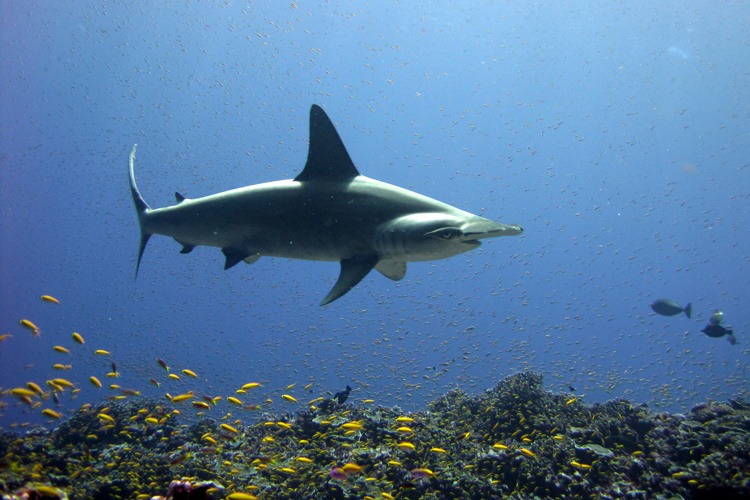 Scalloped-Hammerhead-Shark