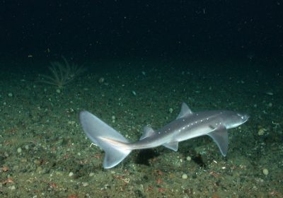 Spiny-Dogfish