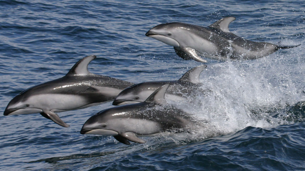 Dolphins (NOAA)