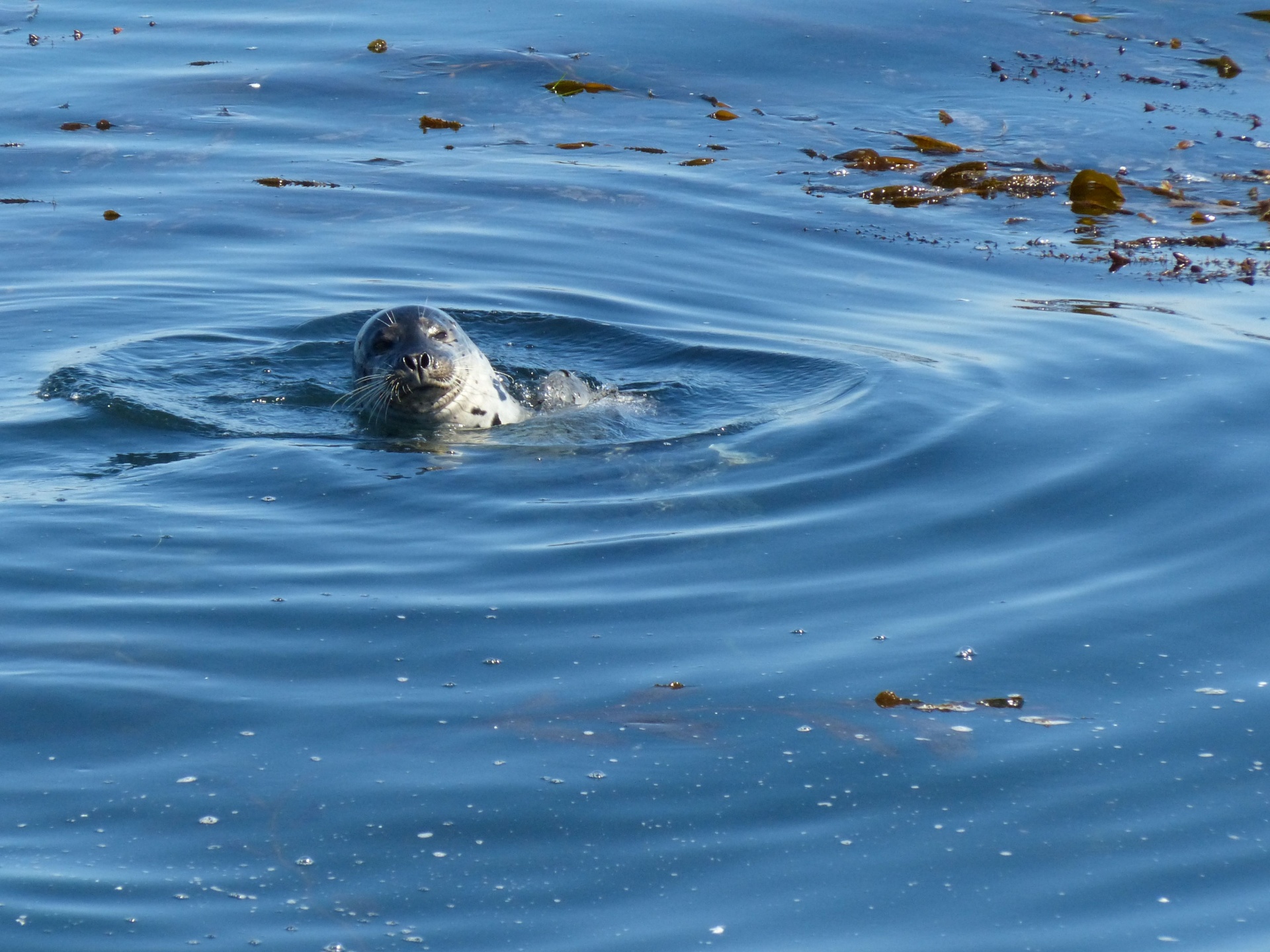sea-lion-monterey-bay-national-marine-sanctuary