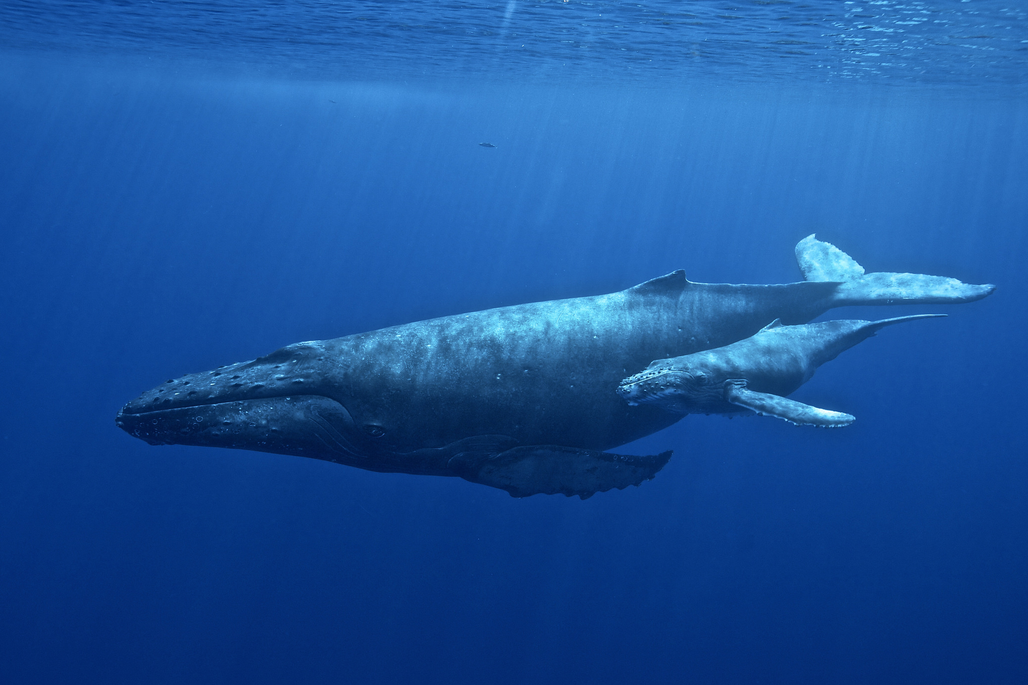 Hawaiian Islands Humpback Whale | National Marine Sanctuary Foundation