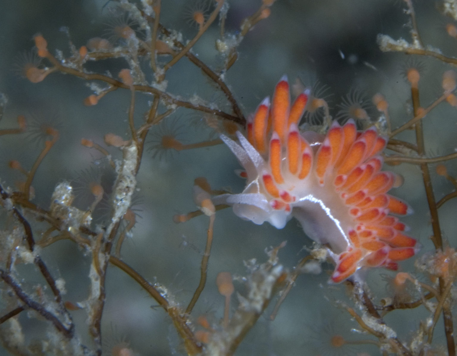 Creepy, Crawly, and Slimy: Invertebrates in the National Marine ...