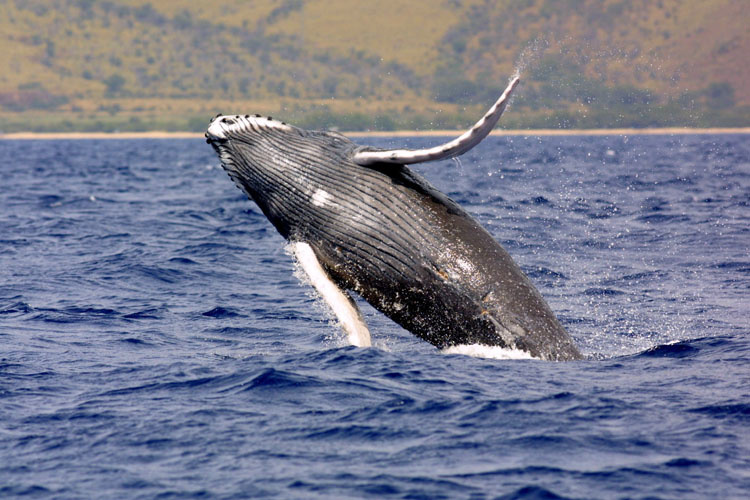 Humpback Whale (NOAA)