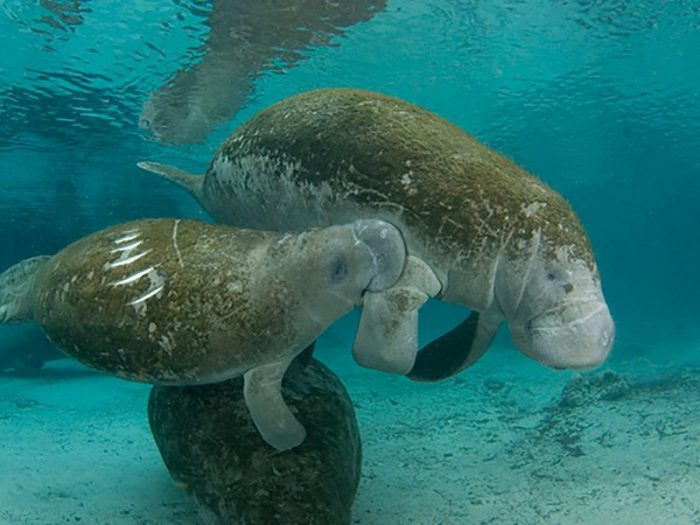 Manatees | National Marine Sanctuary Foundation