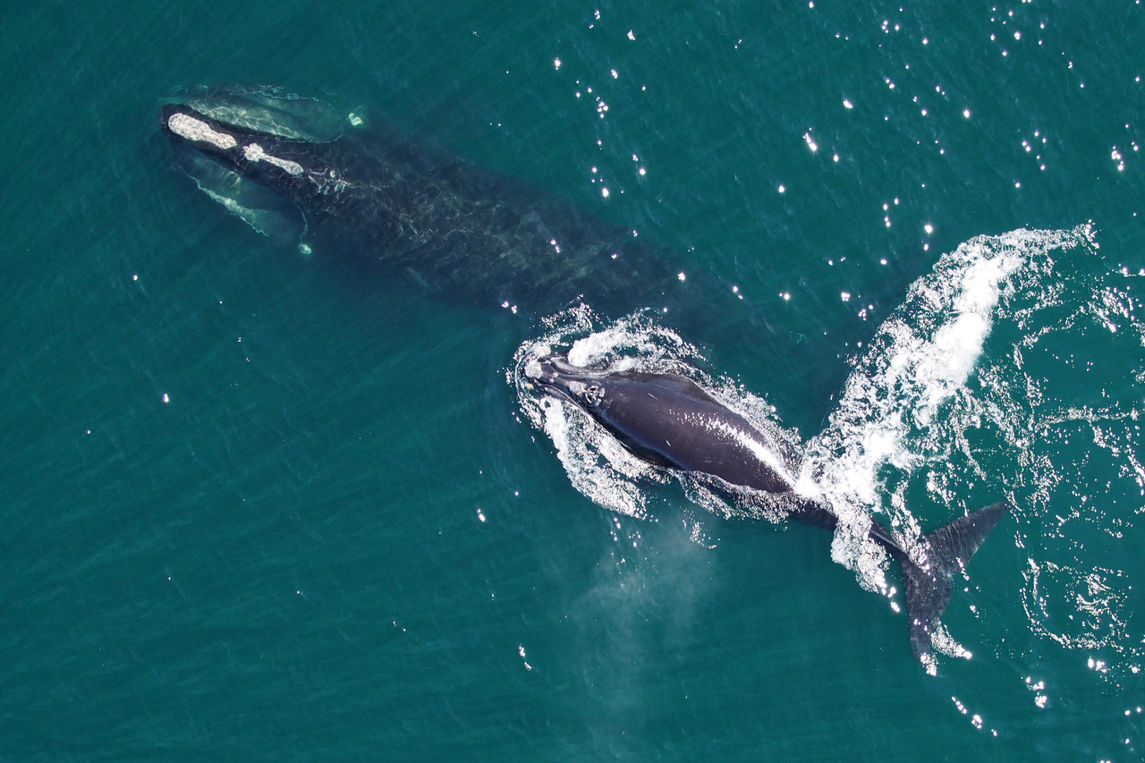North Atlantic Right Whale (NOAA)