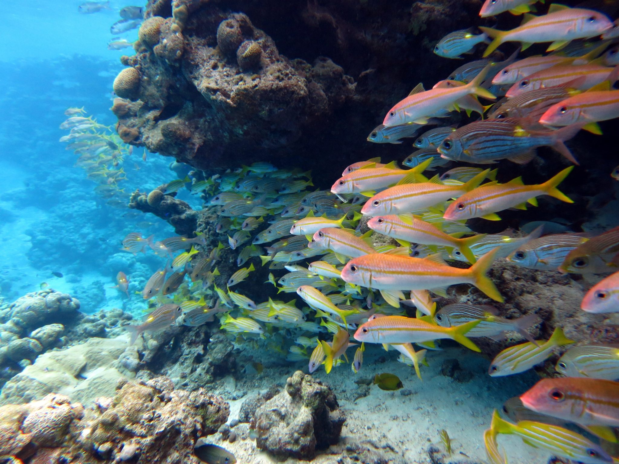 atoll reef fish