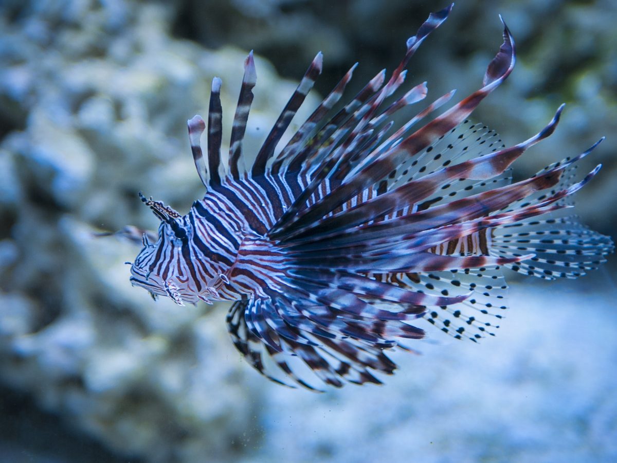 the exotic lionfish