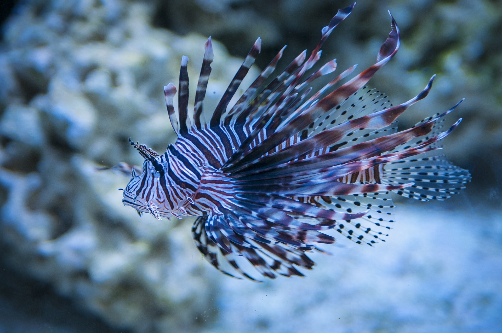 the exotic lionfish