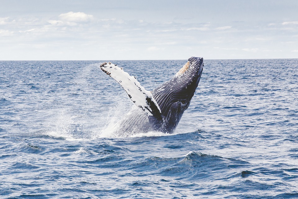 When whales come up to the surface from the deep ocean, they help cycle important nutrients that benefits the ocean food chain.