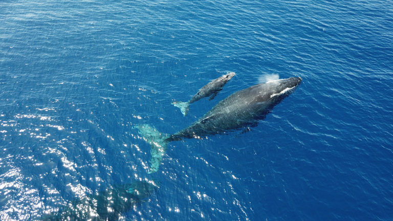 How Does Whale Poop Help Climate Change? | NMSF