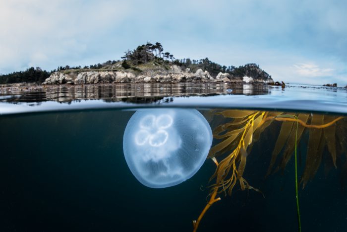 MBNMS-MoonJelly-WhalersCover-JonAnderson
