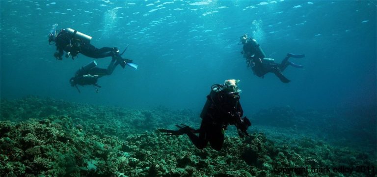 Great Dive Sites in Sanctuaries for Wildlife Enthusiasts | National ...