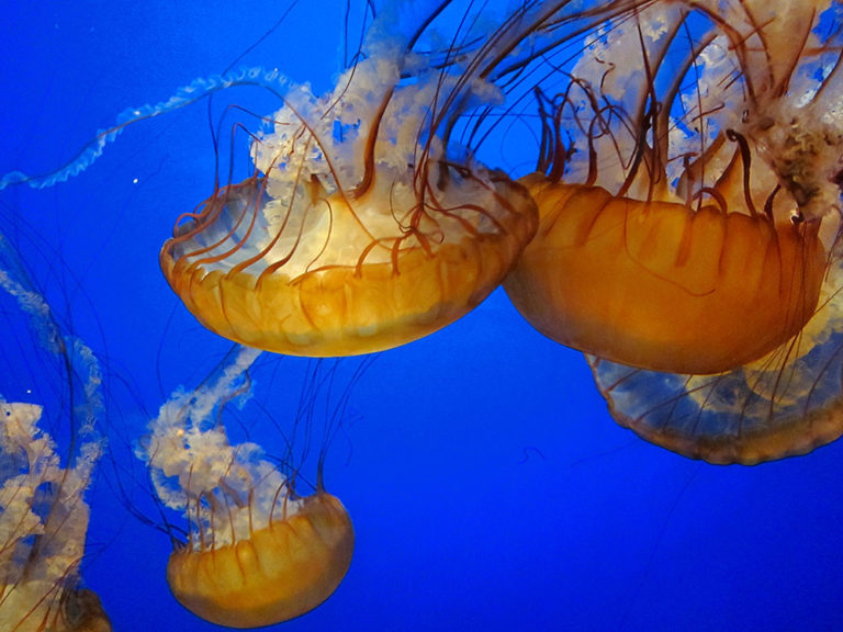 Creature Feature: Pacific Sea Nettle | National Marine Sanctuary Foundation