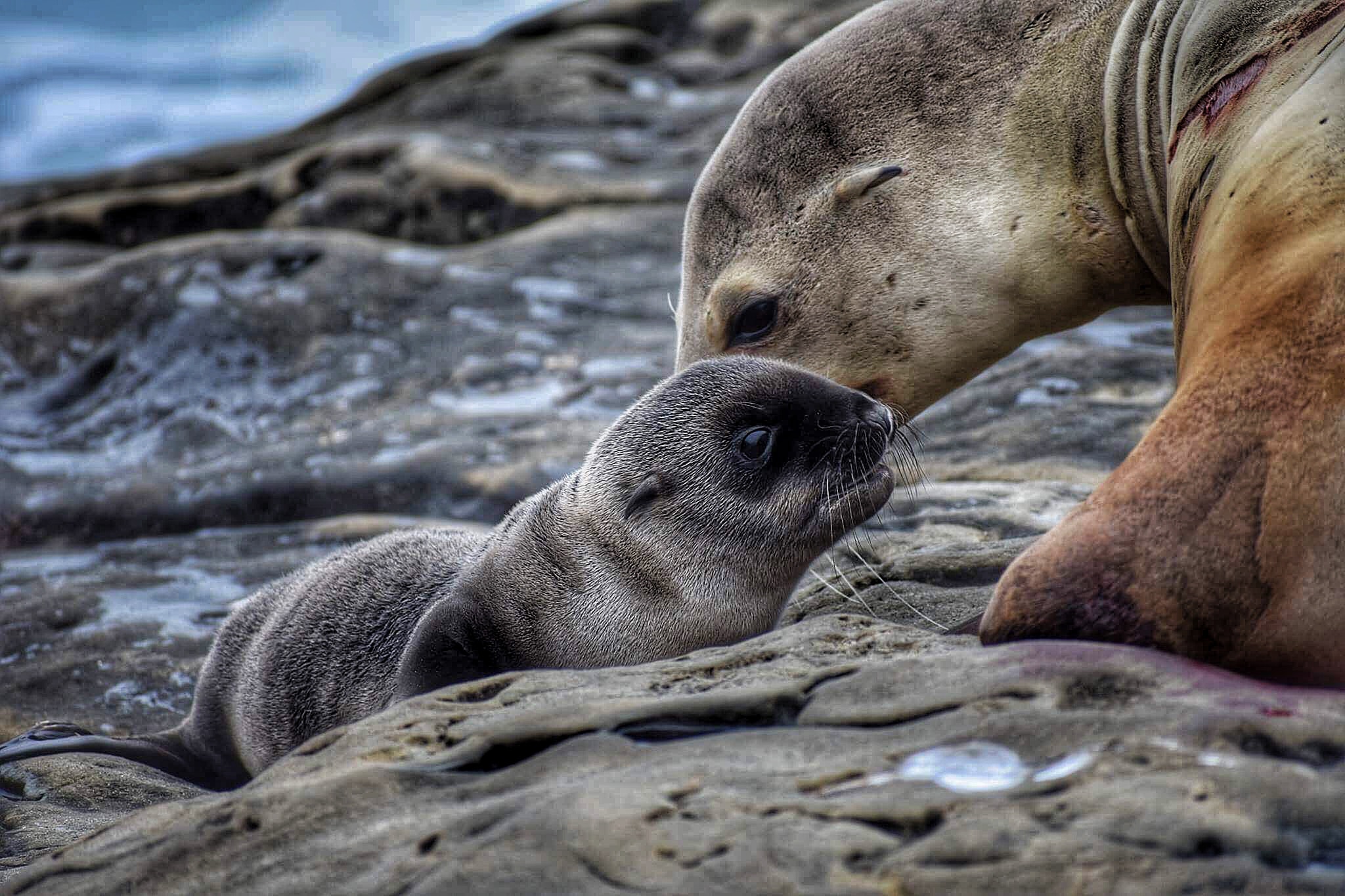 marine-mammal-viewing-in-sanctuaries-national-marine-sanctuary-foundation