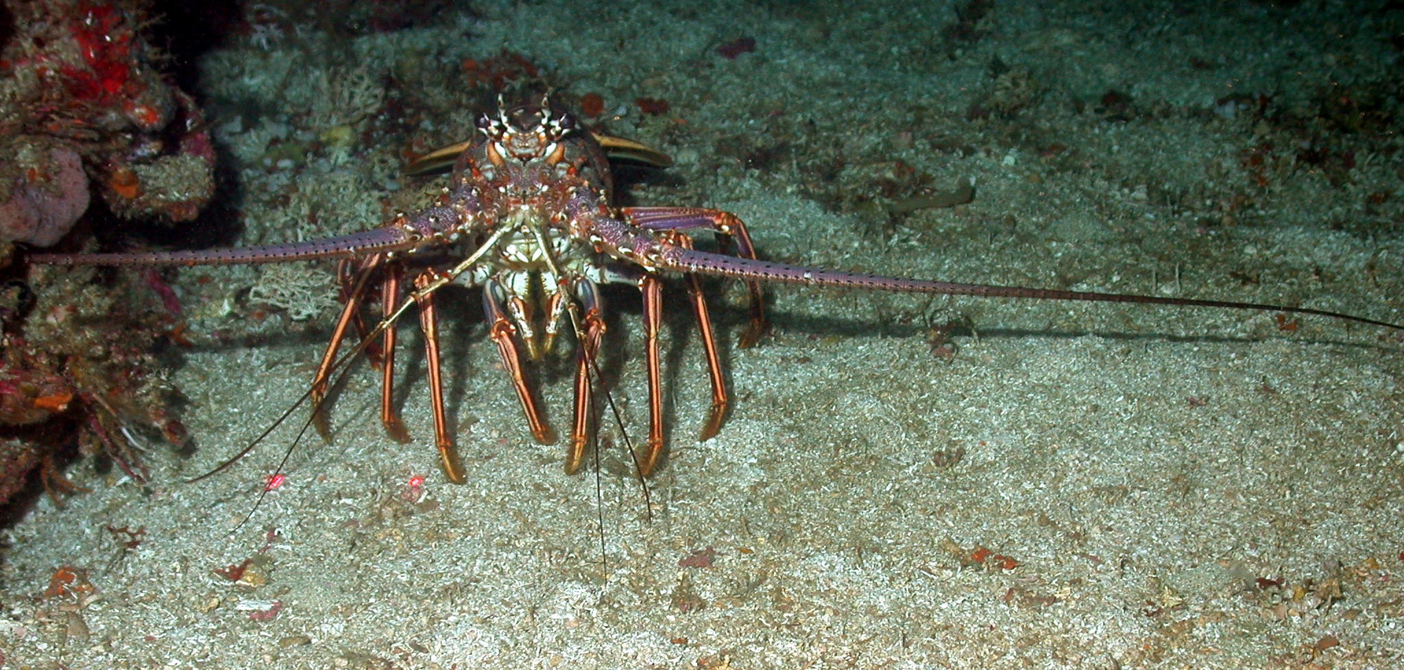 Creature Feature: Spiny Lobster  National Marine Sanctuary Foundation