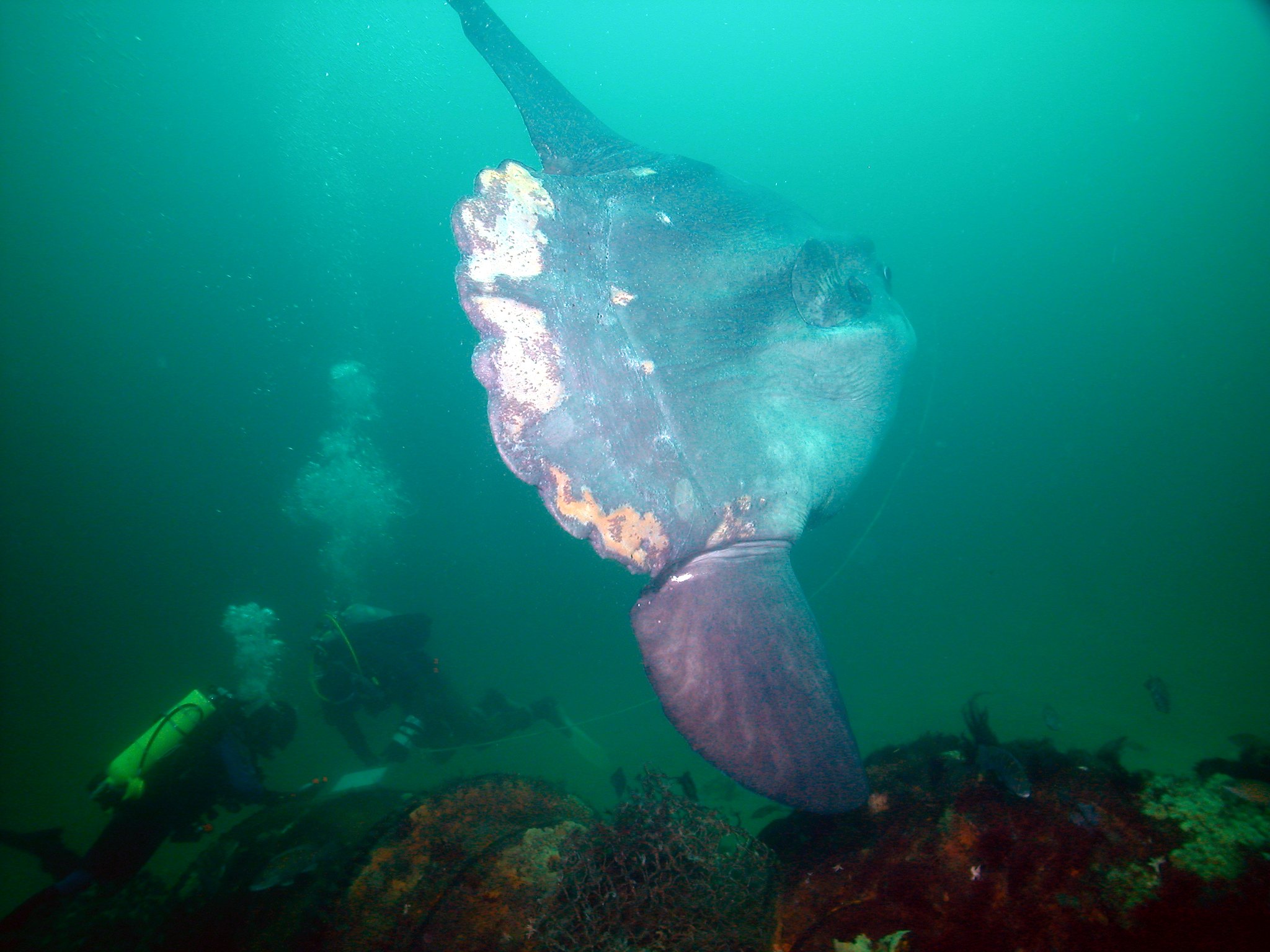 Creature Feature: Ocean Sunfish (Mola mola)