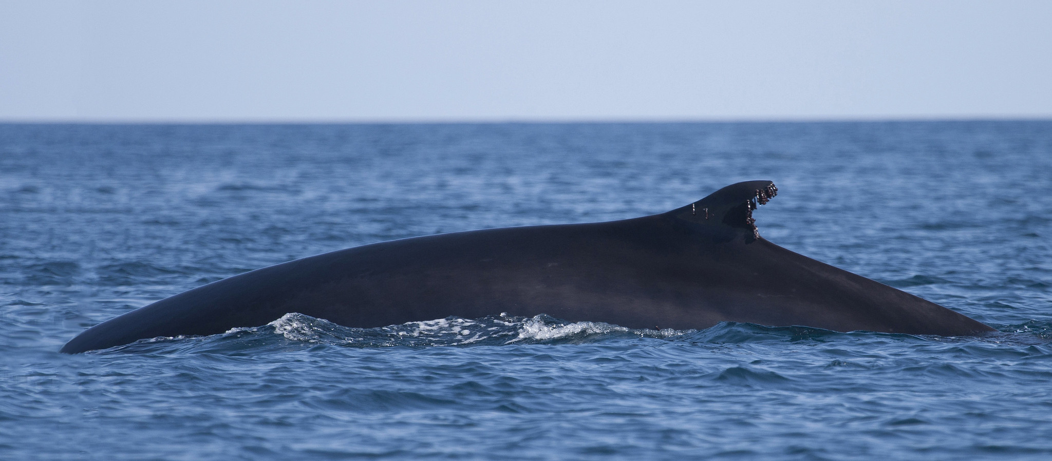 Sea Wonder: Fin Whale  National Marine Sanctuary Foundation