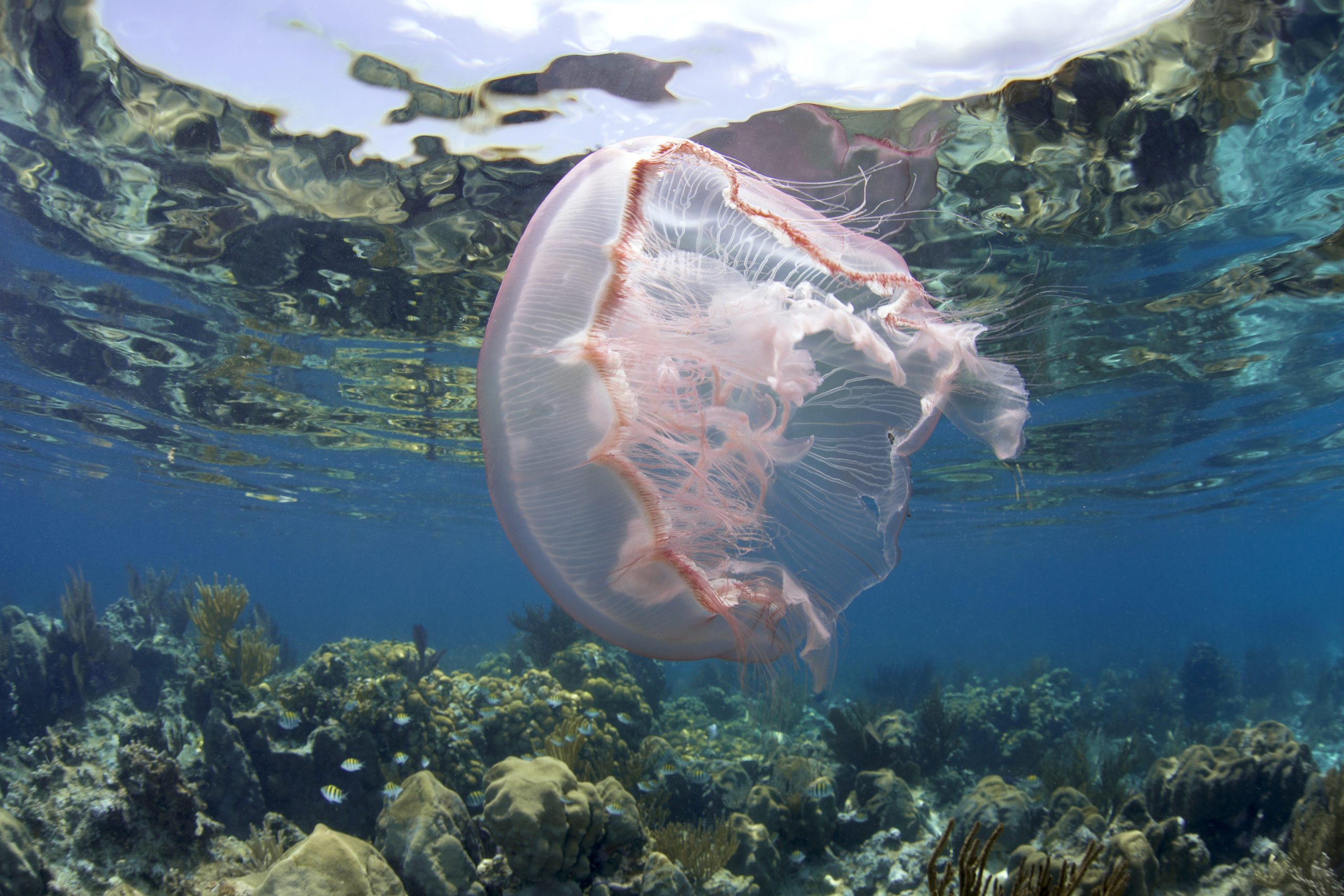 sea-wonder-moon-jelly-national-marine-sanctuary-foundation