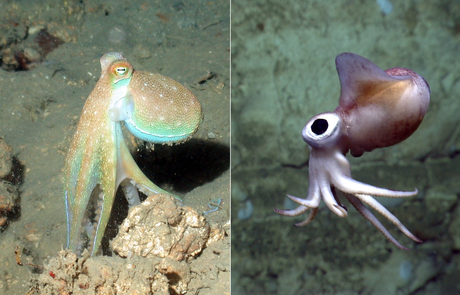 What's the Difference? Octopus vs. Squid | How Many Tentacles on Squid