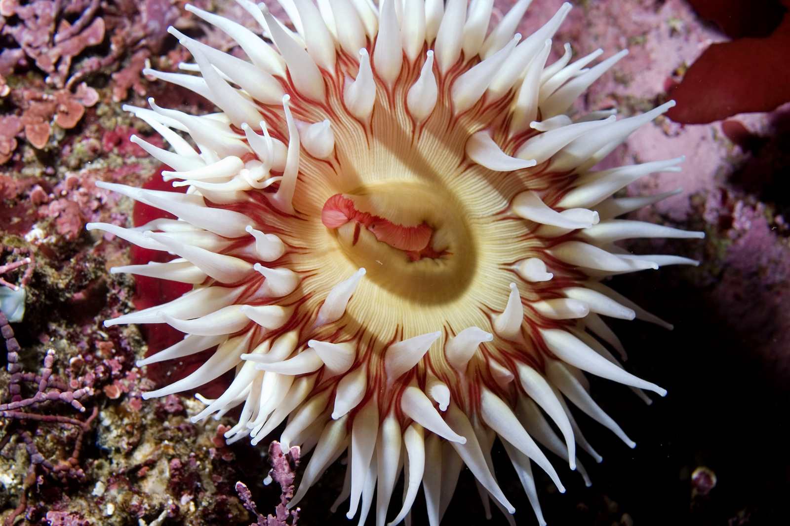 Sea Wonder: Fish Eating Anemone | National Marine Sanctuary Foundation