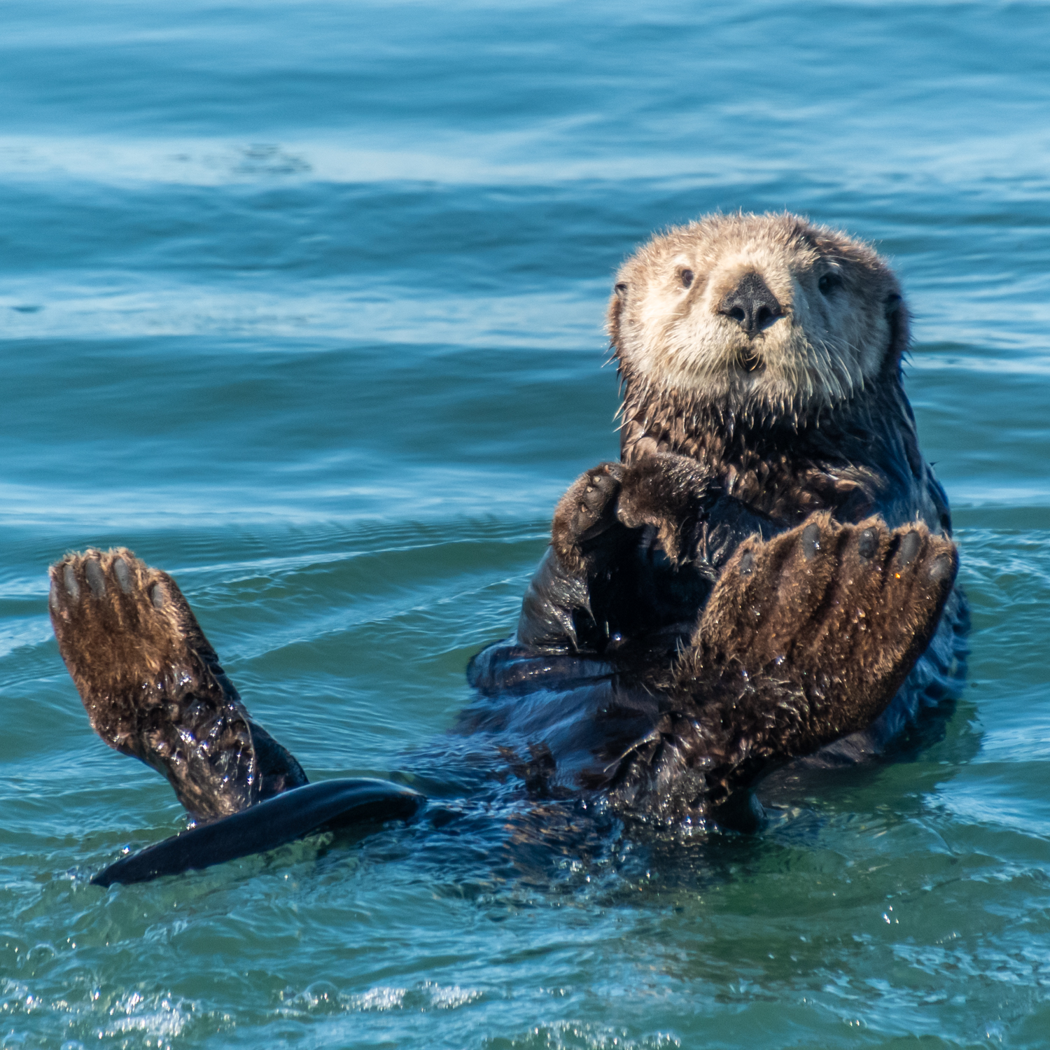 Sea Wonder: Sea Otter | National Marine Sanctuary Foundation