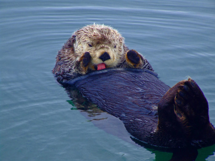 Sea Wonder: Sea Otter | National Marine Sanctuary Foundation