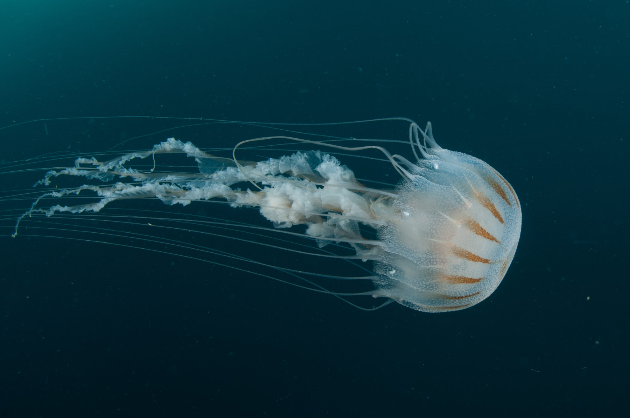 What’s the Difference? Jellyfish vs. Man o’ War | Moon Jellyfish 