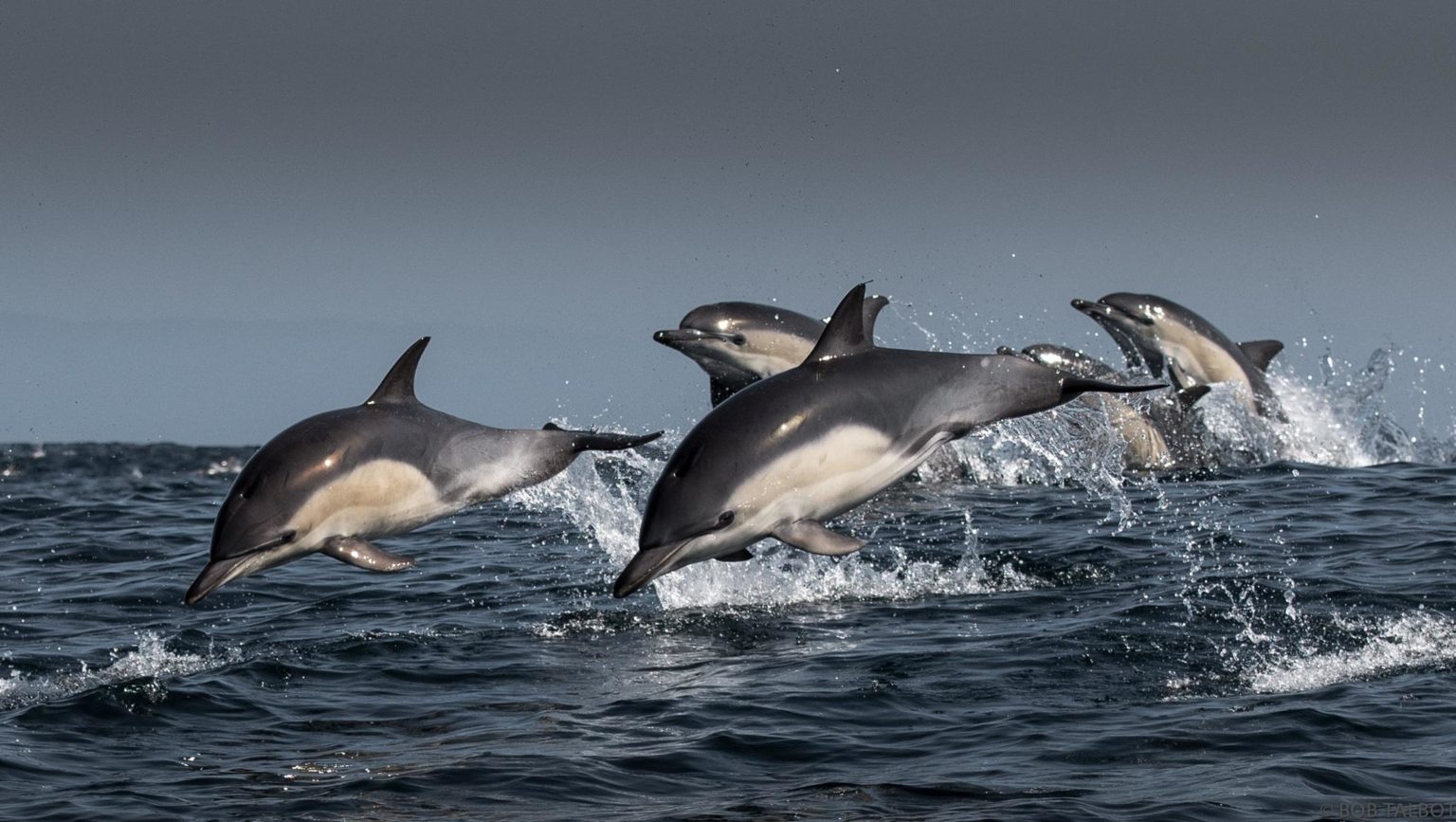Why do Dolphins Swim in Pods? National Marine Sanctuary Foundation