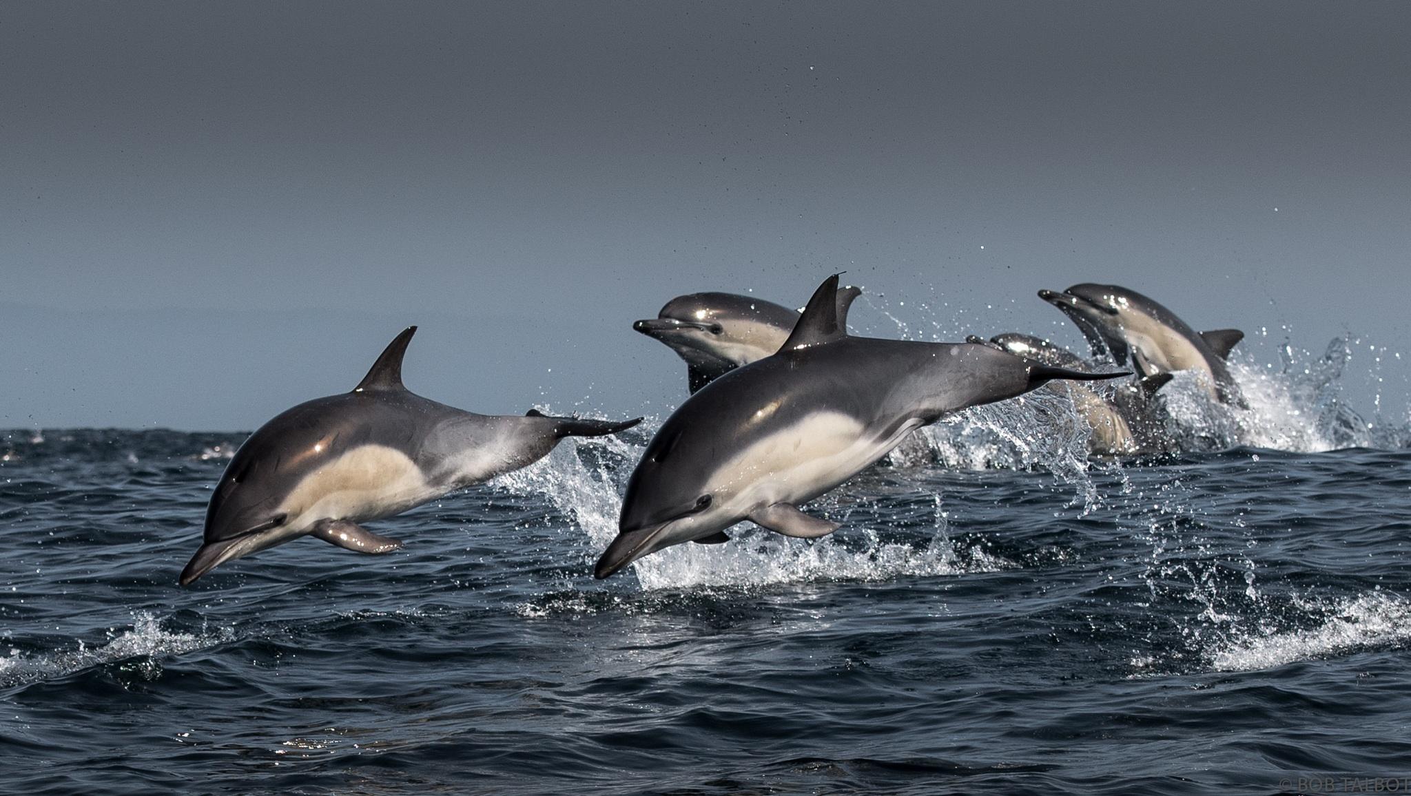 dolphins travel in pods