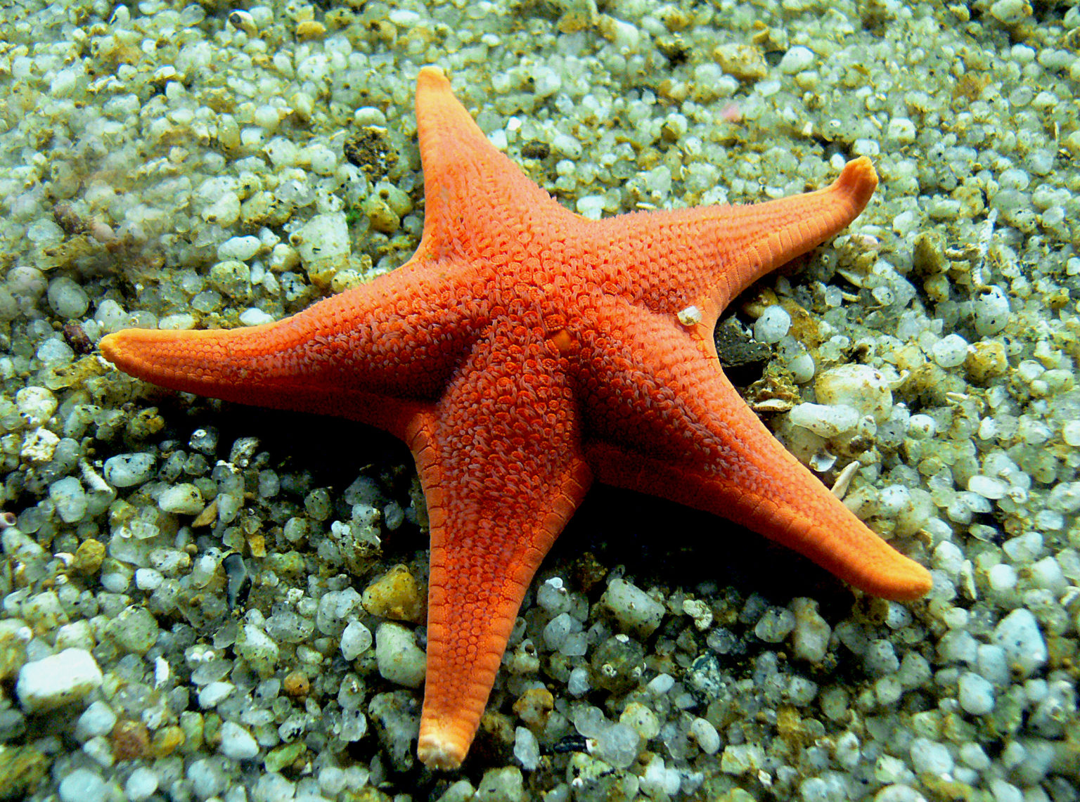 What are Keystone Species? | National Marine Sanctuary Foundation