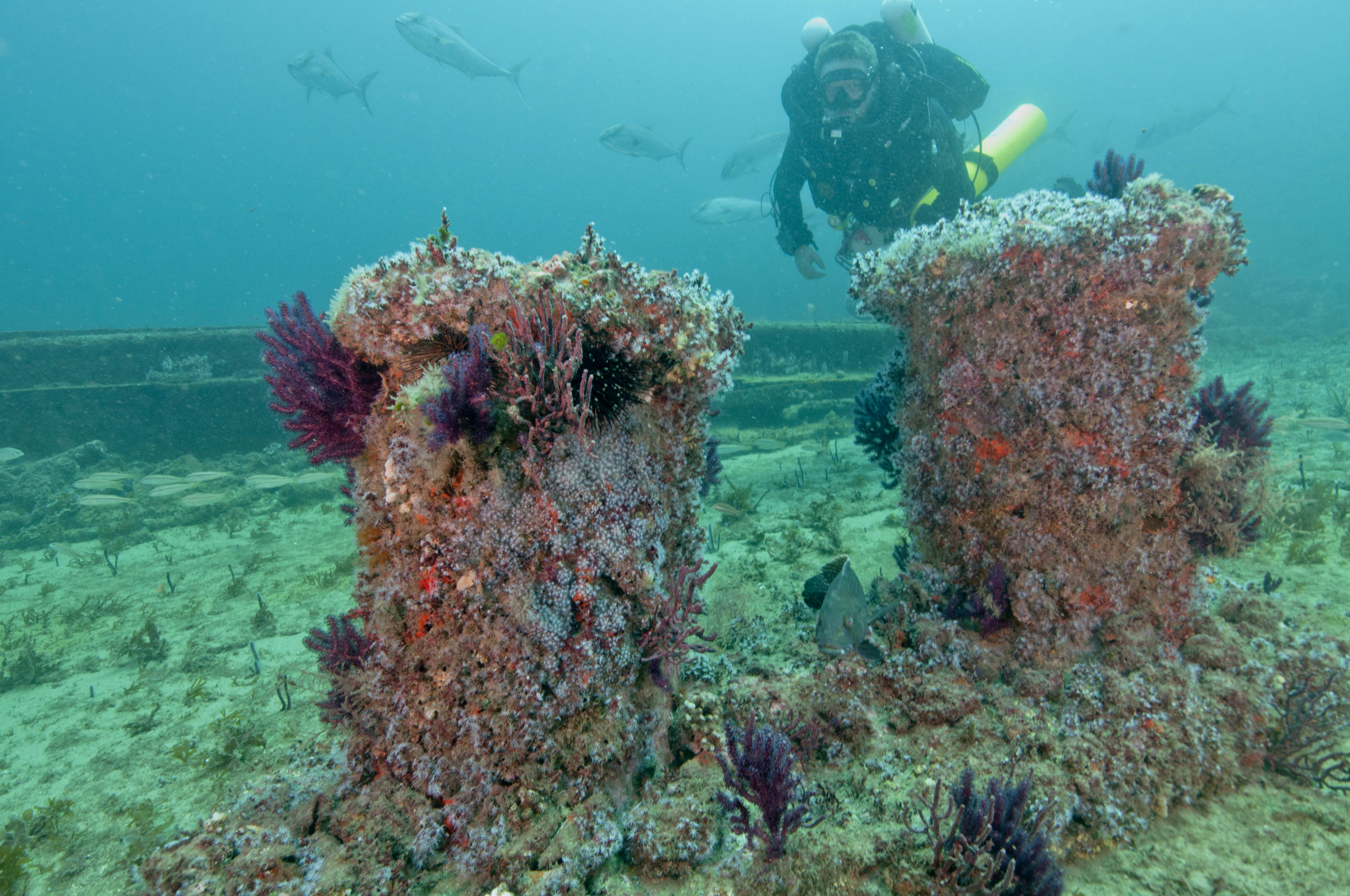 What are Artificial Reefs?  National Marine Sanctuary Foundation