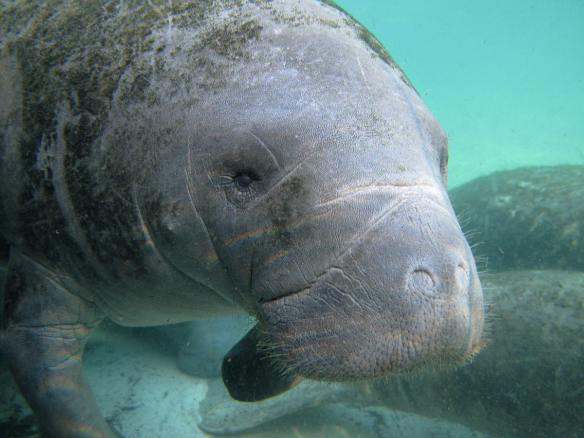 Sea Wonder: Manatees 