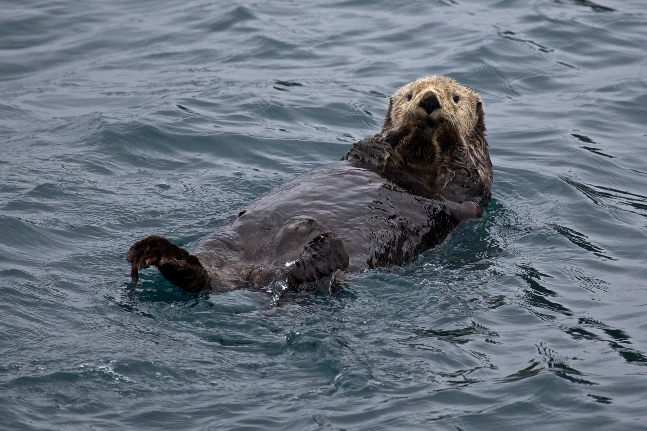 What are Keystone Species? | National Marine Sanctuary Foundation