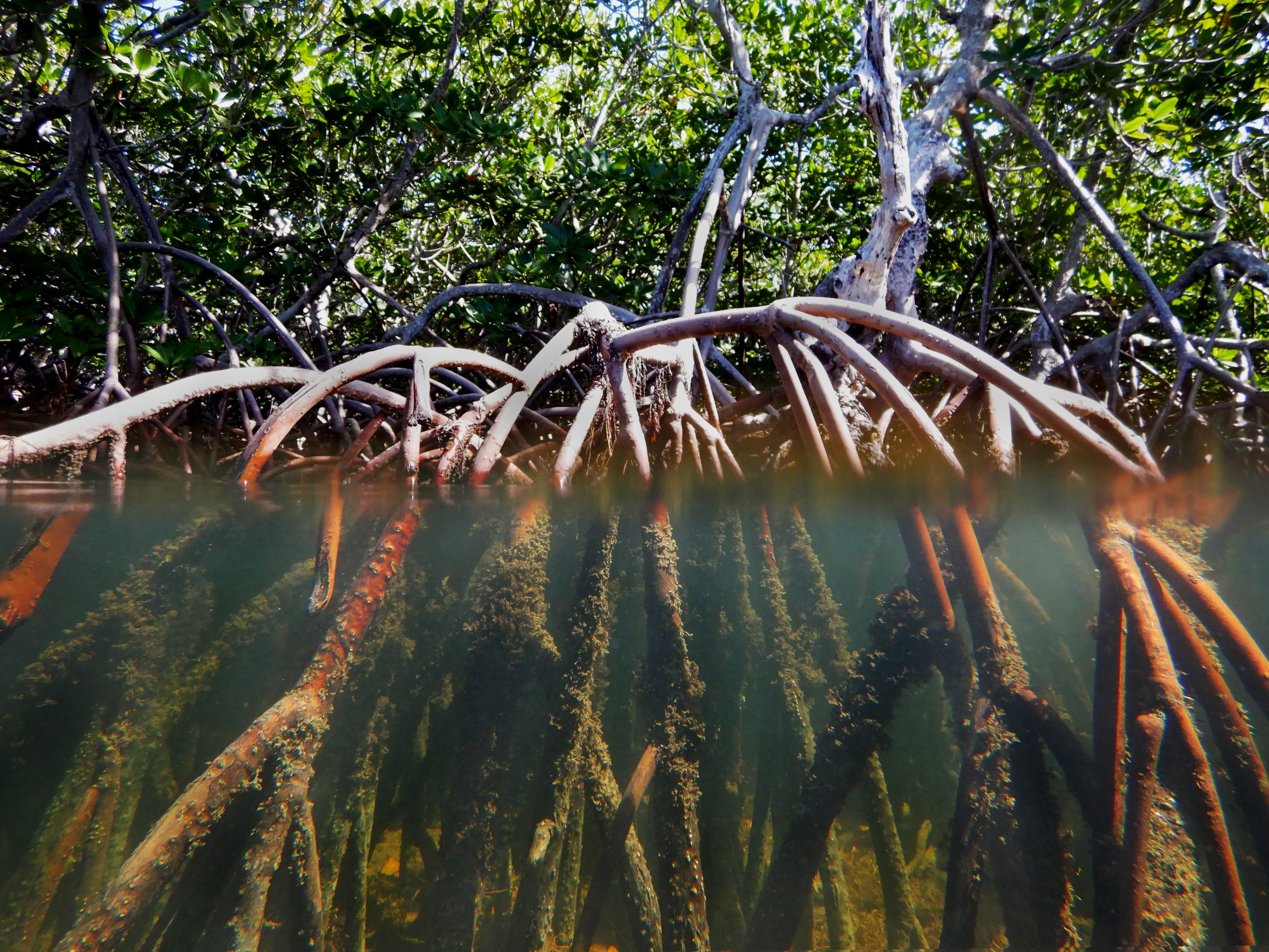 Mangrove Forests 101 | National Marine Sanctuary Foundation
